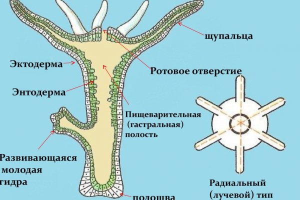 Кракен актуальная ссылка kraken torion net