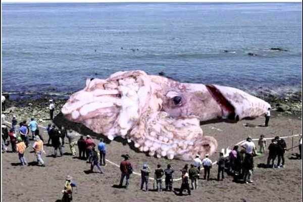 Kraken 20at net