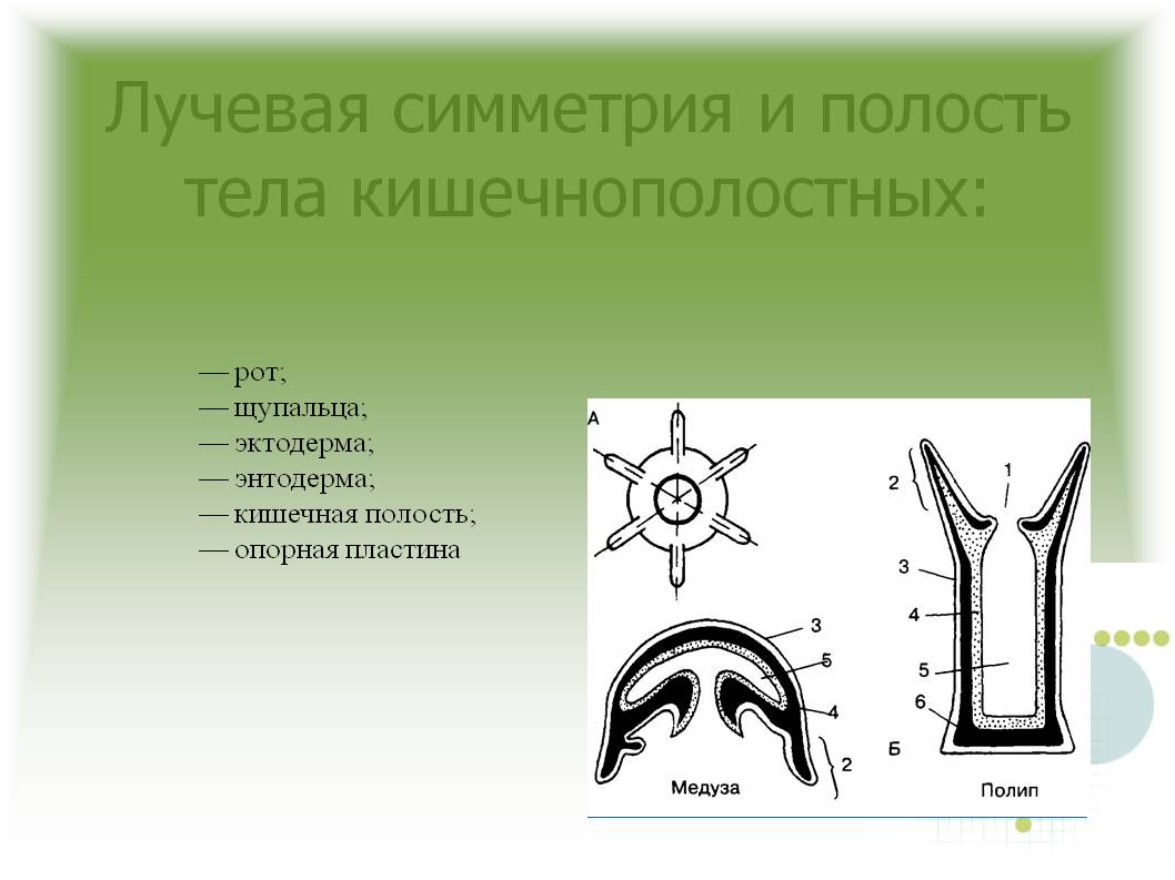 Ссылка на кракен тор kr2web in